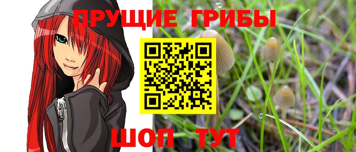 купить  цена  Псилоцибиновые грибы GOLDEN TEACHER  Галлюциногенные грибы Psilocybe  Вход с VPN  Свободный 